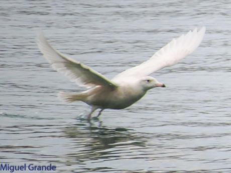 ONDARROA,SIEMPRE SORPRESAS(Larus hyperboreus)