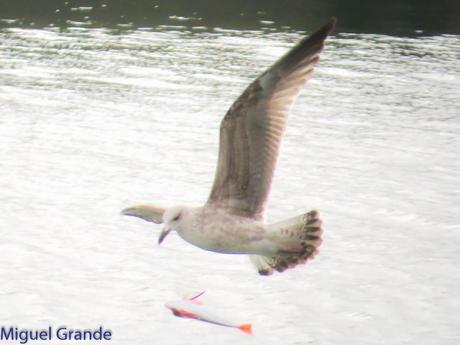 ONDARROA,SIEMPRE SORPRESAS(Larus hyperboreus)