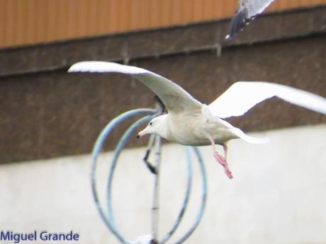 ONDARROA,SIEMPRE SORPRESAS(Larus hyperboreus)