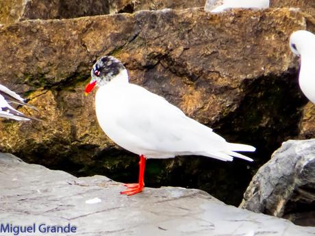 ONDARROA,SIEMPRE SORPRESAS(Larus hyperboreus)