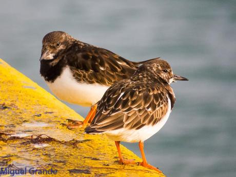 ONDARROA,SIEMPRE SORPRESAS(Larus hyperboreus)