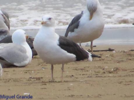 ONDARROA,SIEMPRE SORPRESAS(Larus hyperboreus)