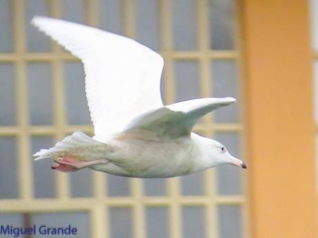 ONDARROA,SIEMPRE SORPRESAS(Larus hyperboreus)