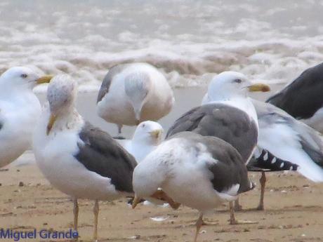 ONDARROA,SIEMPRE SORPRESAS(Larus hyperboreus)