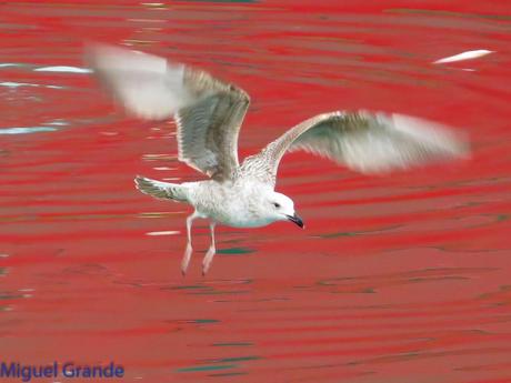 ONDARROA,SIEMPRE SORPRESAS(Larus hyperboreus)