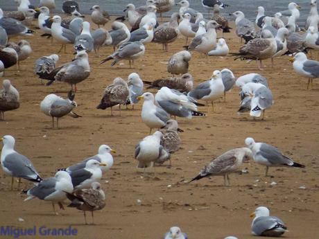 ONDARROA,SIEMPRE SORPRESAS(Larus hyperboreus)