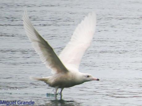 ONDARROA,SIEMPRE SORPRESAS(Larus hyperboreus)
