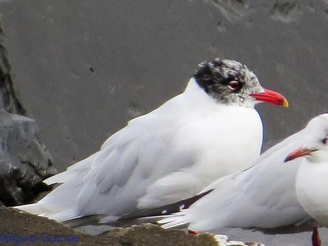 ONDARROA,SIEMPRE SORPRESAS(Larus hyperboreus)
