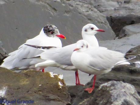 ONDARROA,SIEMPRE SORPRESAS(Larus hyperboreus)