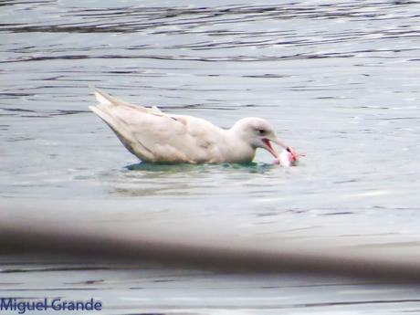 ONDARROA,SIEMPRE SORPRESAS(Larus hyperboreus)