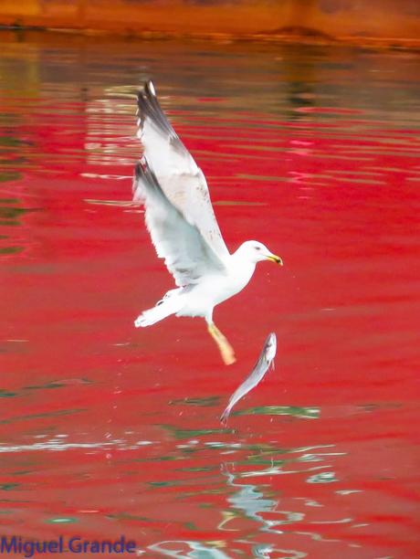 ONDARROA,SIEMPRE SORPRESAS(Larus hyperboreus)