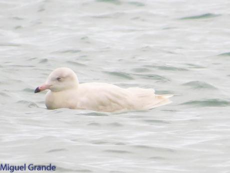 ONDARROA,SIEMPRE SORPRESAS(Larus hyperboreus)