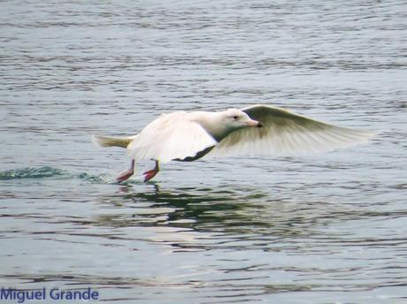 ONDARROA,SIEMPRE SORPRESAS(Larus hyperboreus)