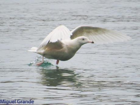 ONDARROA,SIEMPRE SORPRESAS(Larus hyperboreus)