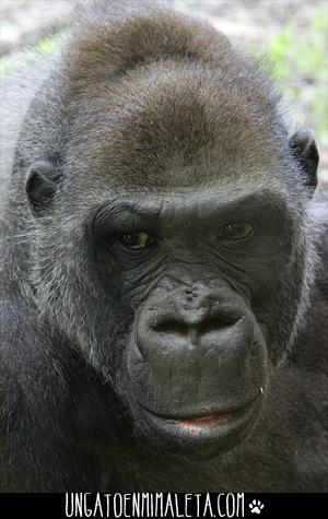 gorila cabarceno