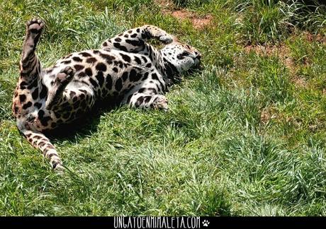 jaguar cabarceno
