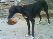 Otra galga necesita urgentemente ayuda. (madrid)