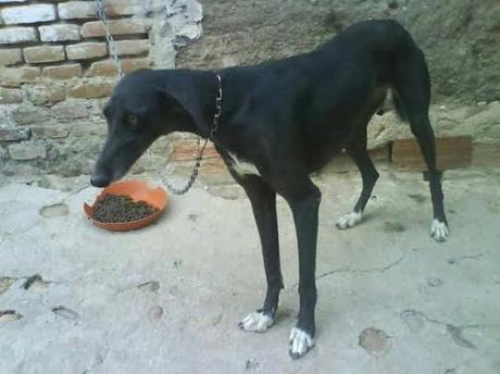 OTRA GALGA QUE NECESITA URGENTEMENTE AYUDA. (MADRID)