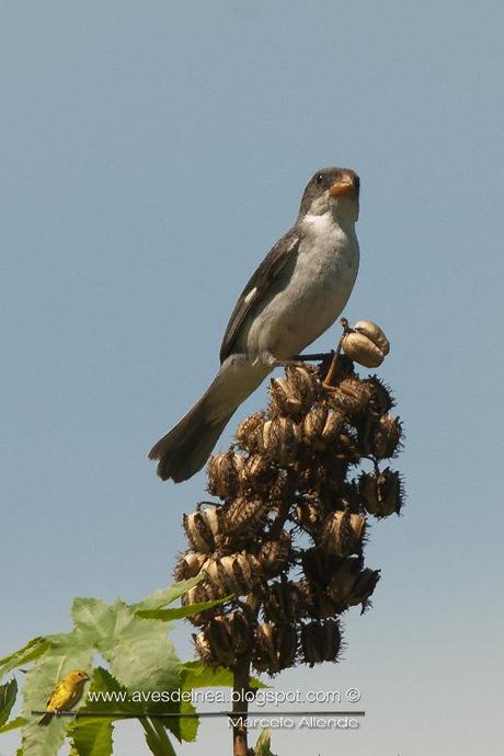 Corbatita blanco (White-bellied Seedeater) Sporophila leucoptera