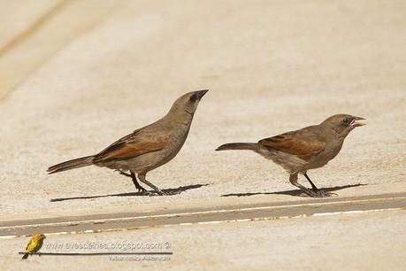 Tordo músico (Bay-winged Cowbird) Agelaioides badius