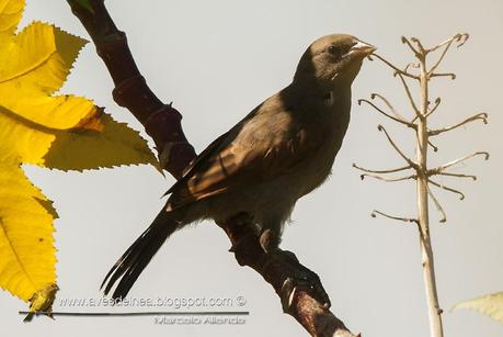 Tordo músico (Bay-winged Cowbird) Agelaioides badius