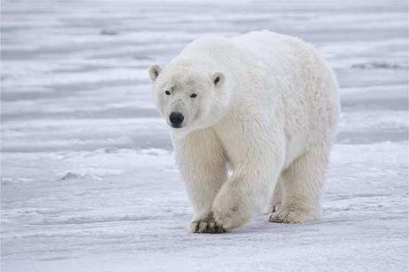 oso polar conserva el calor