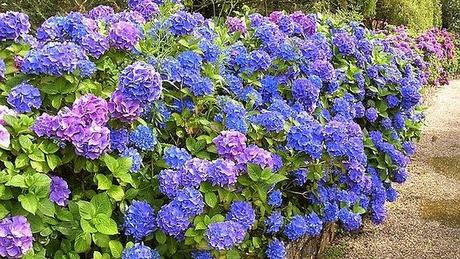 ¿TU TAMBIÉN FUMAS HORTENSIAS?