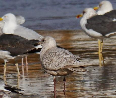Kumlieni en Bañugues