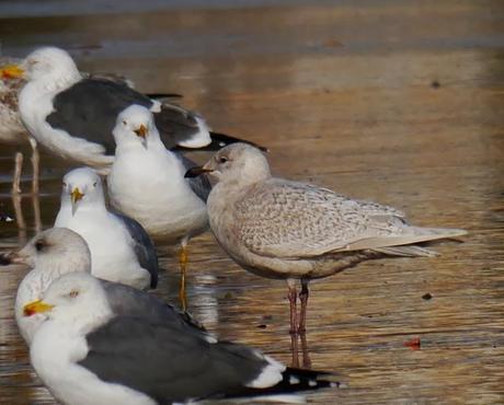 Kumlieni en Bañugues