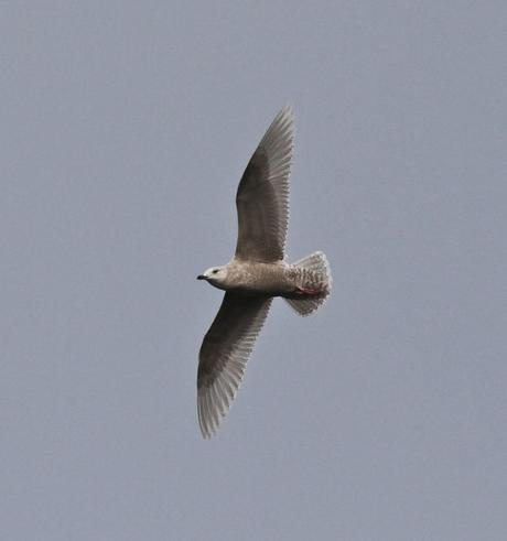 Kumlieni en Bañugues