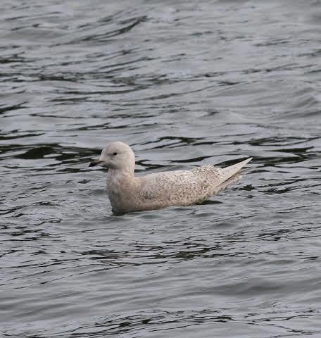 Kumlieni en Bañugues