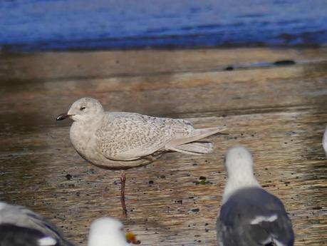 Kumlieni en Bañugues