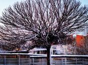 Árbol nevado
