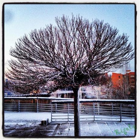 Árbol nevado