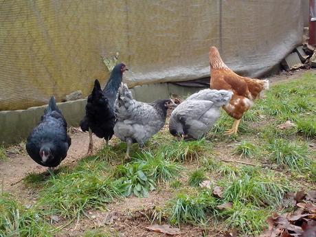 IMG 20140118 113822 Como hacer un gallinero para gallinas ponedoras.