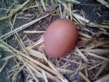 IMG 20140110 122436 Como hacer un gallinero para gallinas ponedoras.