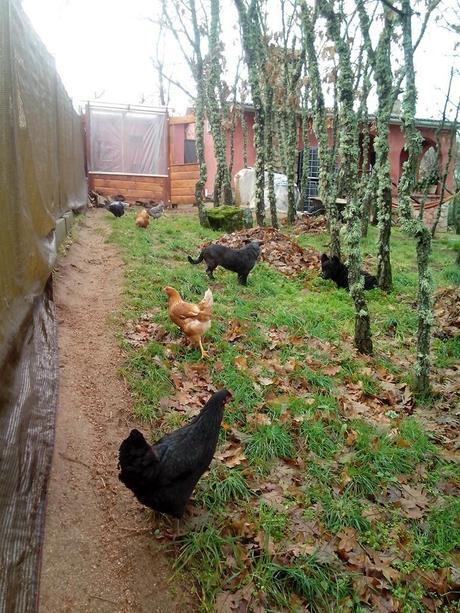IMG 20140118 113927 e1391616130625 Como hacer un gallinero para gallinas ponedoras.