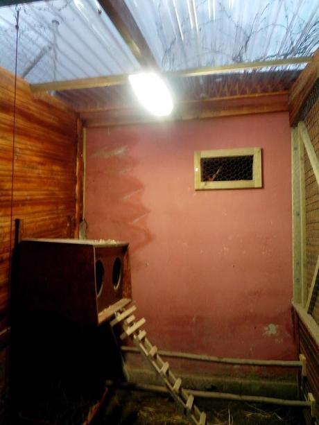 IMG 20140120 082638 e1391616029579 Como hacer un gallinero para gallinas ponedoras.