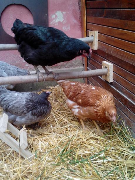 IMG 20140106 111531 e1391616064734 Como hacer un gallinero para gallinas ponedoras.