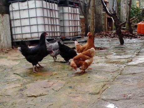 IMG 20140118 113508 Como hacer un gallinero para gallinas ponedoras.