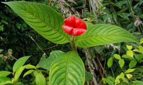 LA EXTRAÑA PLANTA CON LABIOS DE MUJER