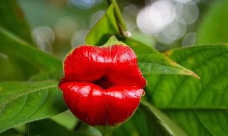 LA EXTRAÑA PLANTA CON LABIOS DE MUJER