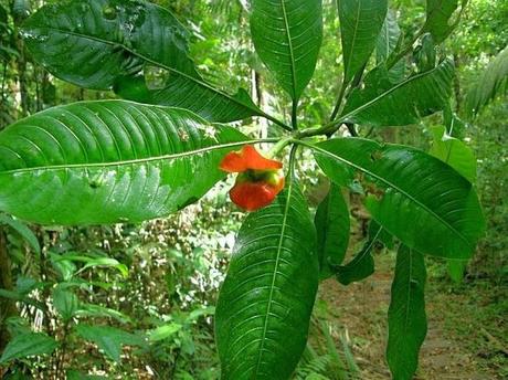 LA EXTRAÑA PLANTA CON LABIOS DE MUJER