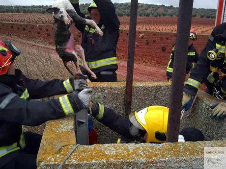 El fin de la temporada de caza.