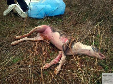 El fin de la temporada de caza.