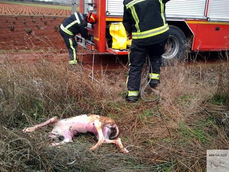 El fin de la temporada de caza.