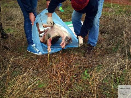 El fin de la temporada de caza.