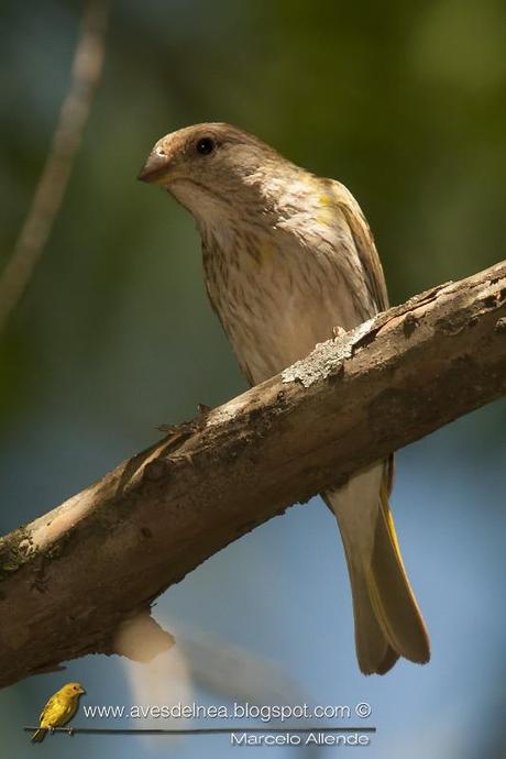 Jilguero dorado (Saffron-yellow Finch) Sicalis flaveola