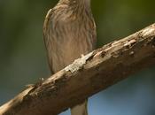 Jilguero dorado (Saffron-yellow Finch) Sicalis flaveola
