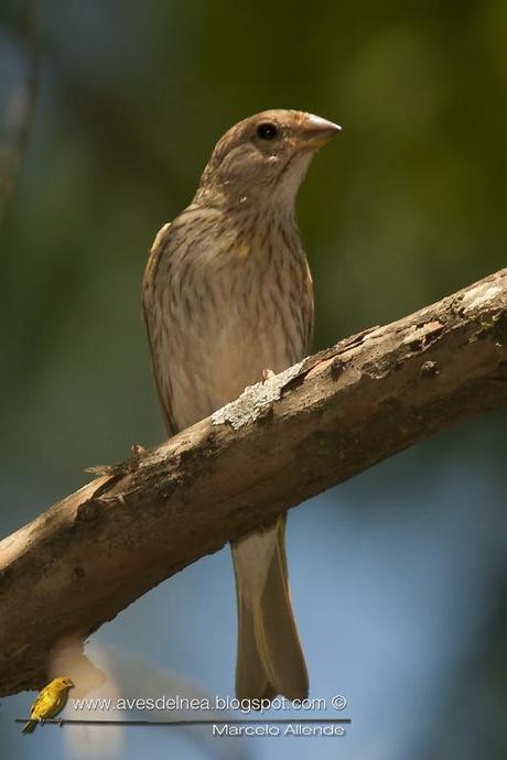 Jilguero dorado (Saffron-yellow Finch) Sicalis flaveola